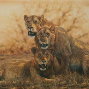 Hot Lions - Simon Combes