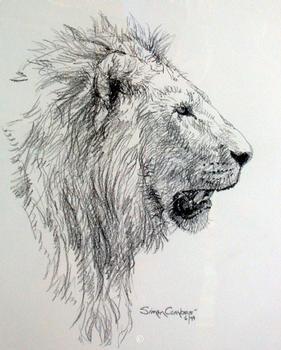 Lion Sketch - Simon Combes