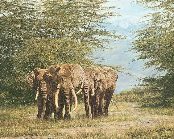 Amboseli Ancients - Simon Combes