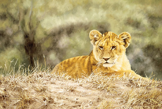 Lion Cub - Simon Combes