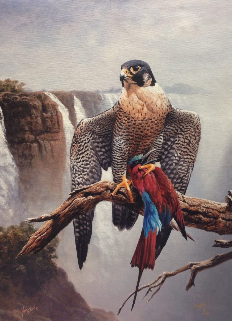 African Peregrine with Carmine Bee-eater - Andrew Ellis