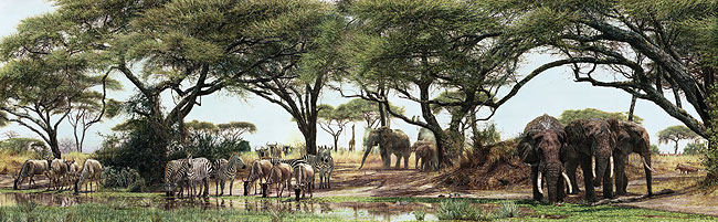 African Oasis - Simon Combes