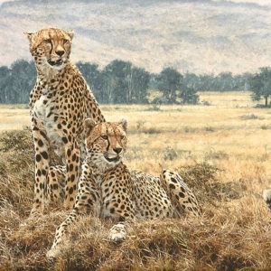 Cheetah Pair - Simon Combes