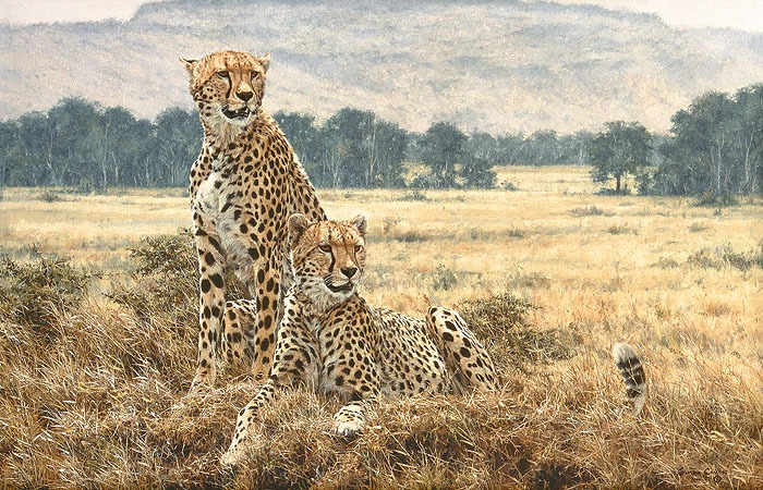 Cheetah Pair - Simon Combes