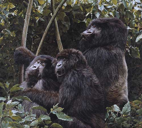 Mountain Gorillas - Simon Combes