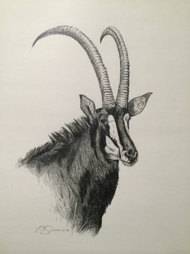 sable antelope drawing
