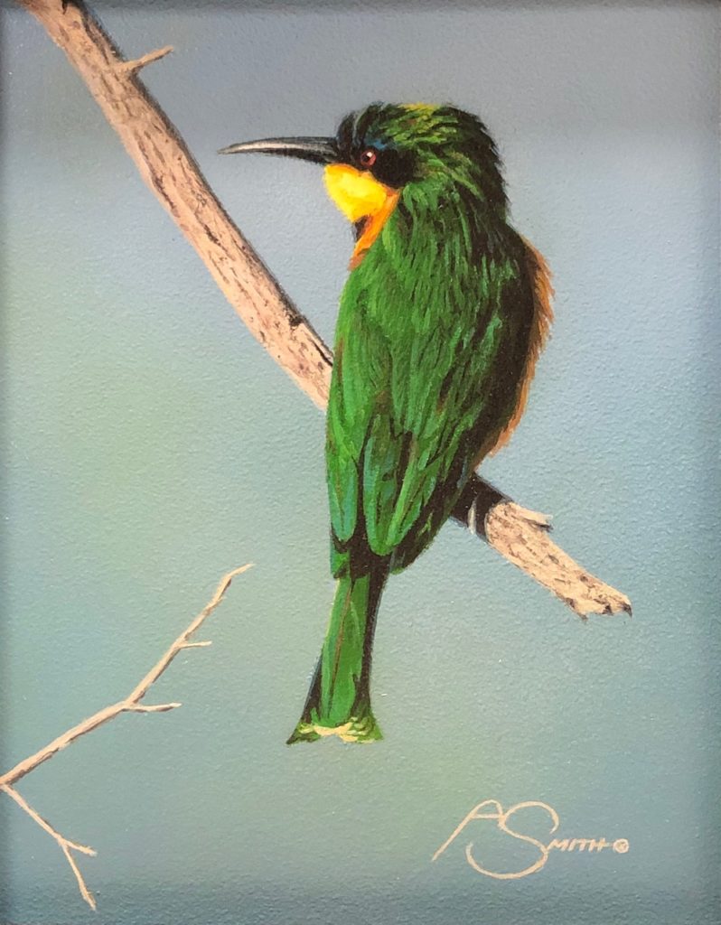 Bee-Eater / Perched - Adam Smith