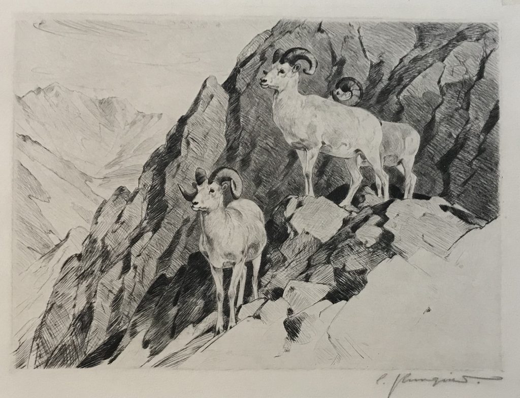 Dall Sheep - Carl Rungius
