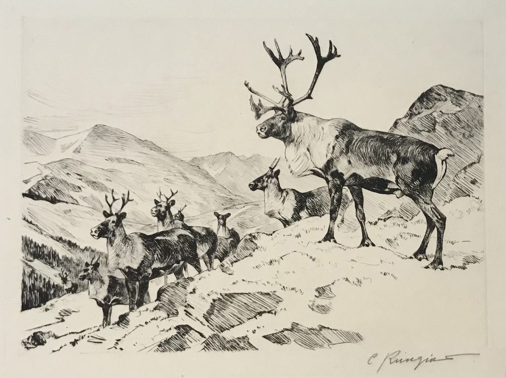 Mountain Caribou - Carl Rungius