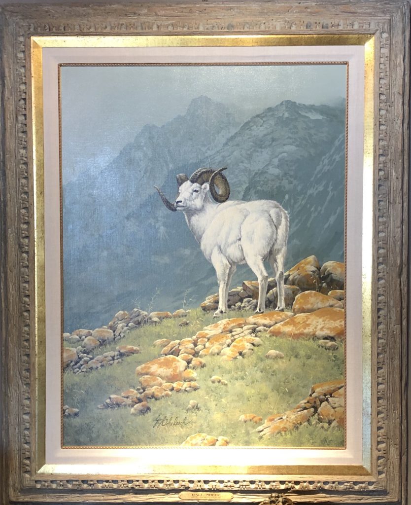 Dahl Sheep