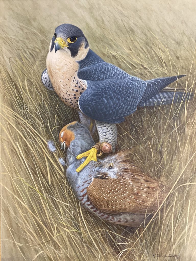 Tiercel Peregrine with Grey Partridge - Ronald Digby