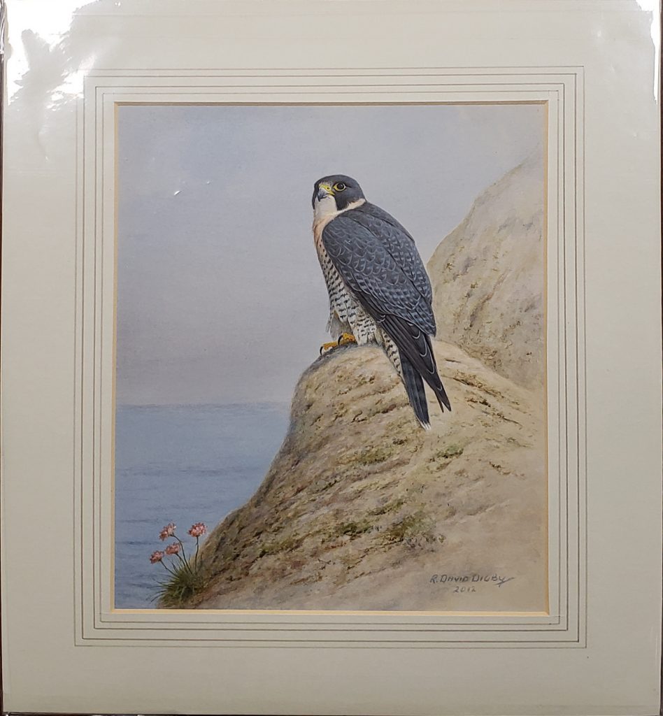 Tiercel with Sea Pinks - Ronald Digby