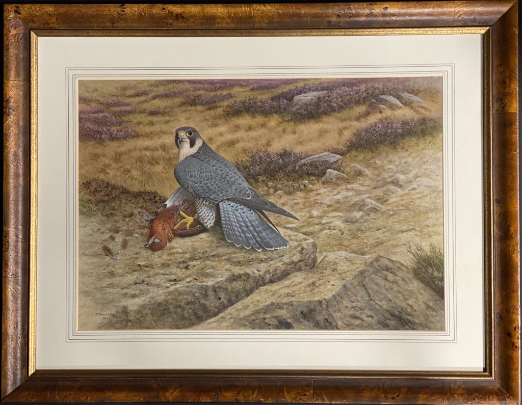 Peregrine Falcon on Red Grouse - Ronald Digby