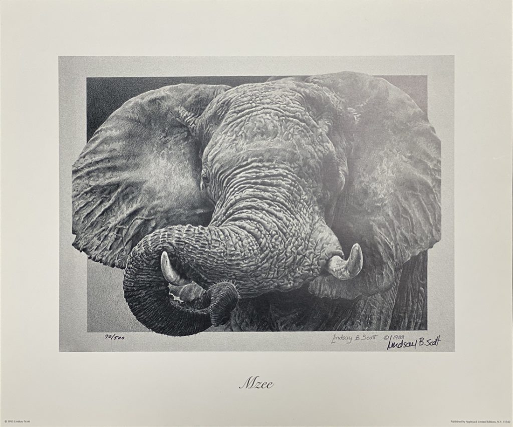 MZEE - Elephant - Lindsay Scott