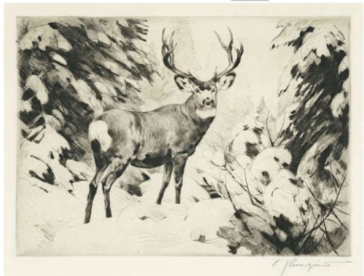 Mule Deer - Carl Rungius