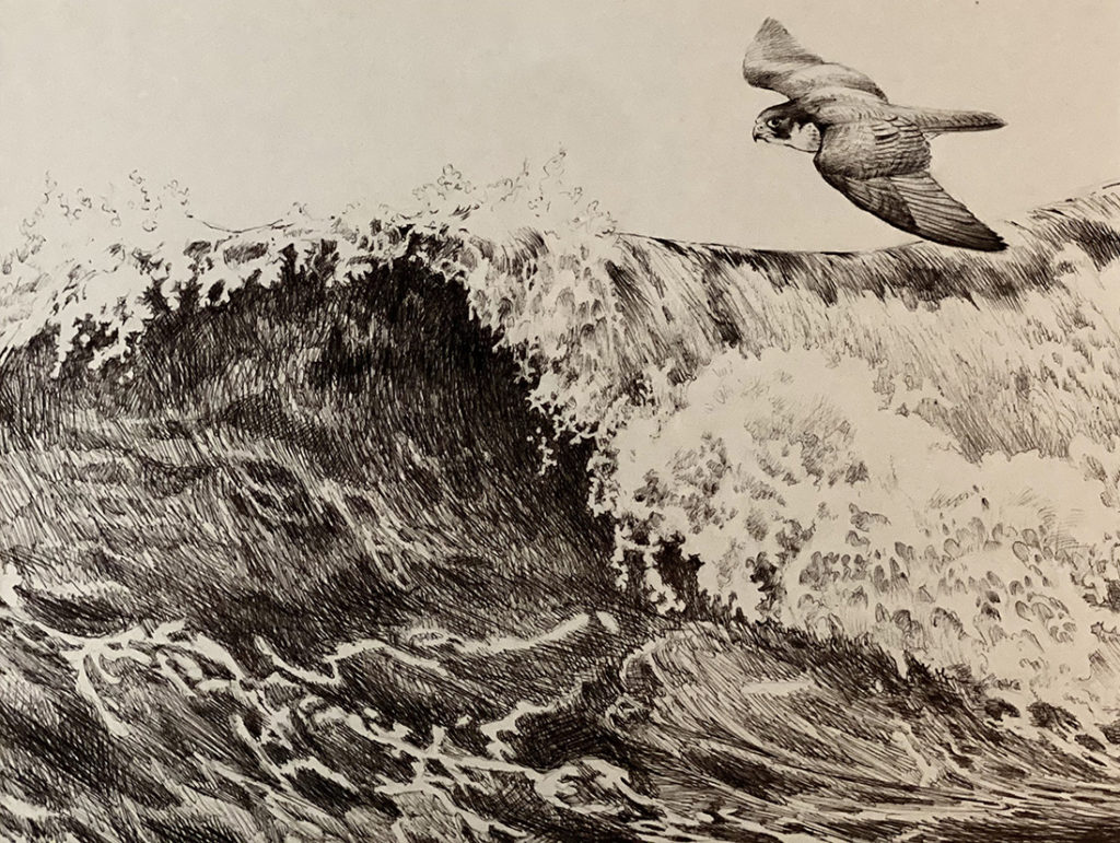 Wind Surfing - Robert Bateman