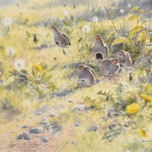 Partridge Amongst Dandelions - Rodger McPhail