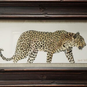 Passing Leopard - Lindsay Scott