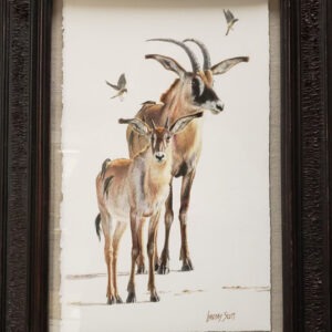 Roan Antelope - Lindsay Scott