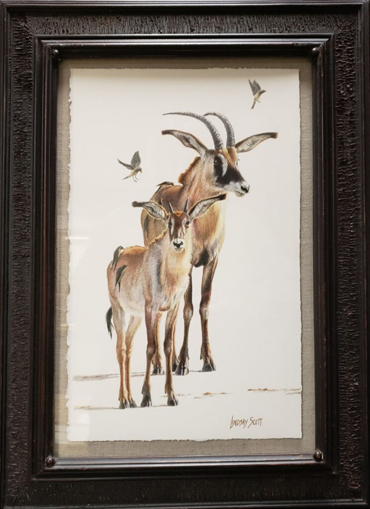 Roan Antelope - Lindsay Scott