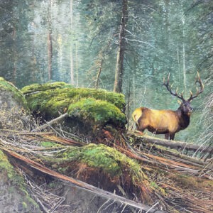 High Country Elk - Michael Coleman