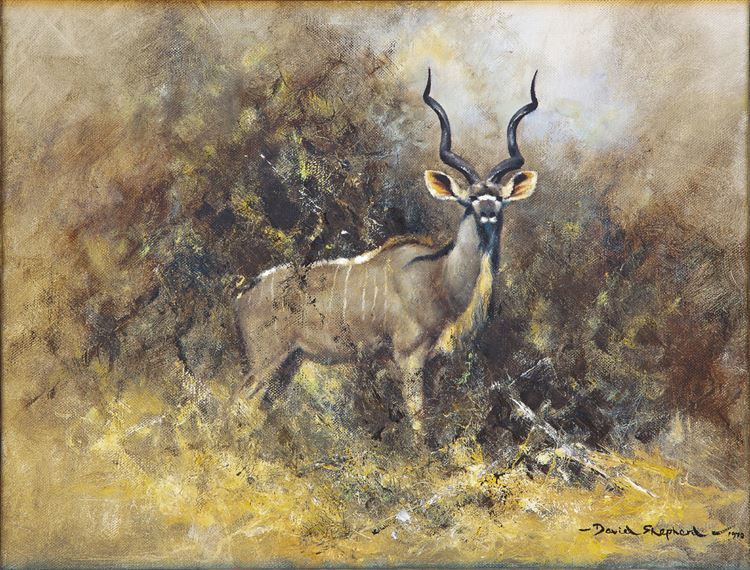 Greater Kudu - David Shepherd