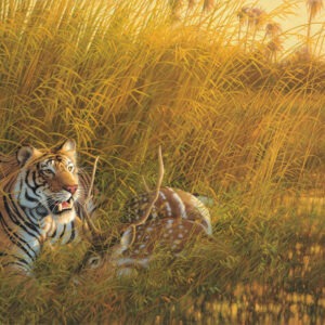 Heart of India - Tiger - Michael Sieve