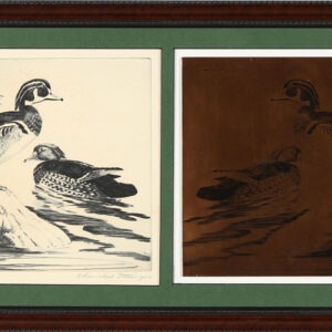 Wood Duck - Churchill Ettinger