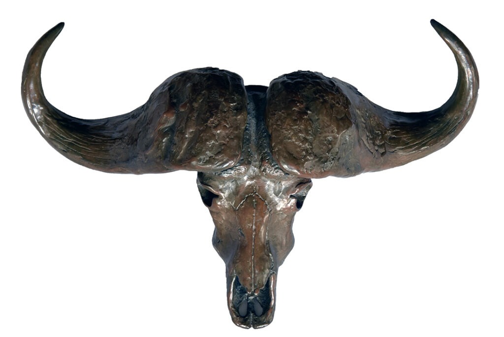 Cape Buffalo Skull - Mike Barlow