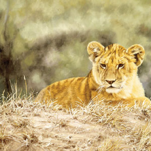 Lion Cub - Simon Combes