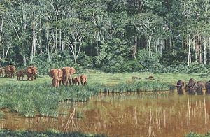 Forest Waterhole - Simon Combes