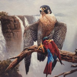 African Peregrine with Carmine Bee-eater - Andrew Ellis