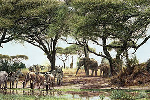 African Oasis - Simon Combes