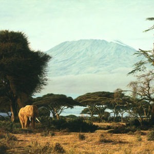 Kilimanjaro Morning - Simon Combes