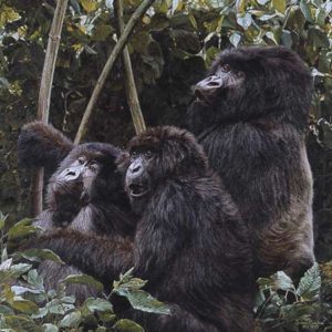 Mountain Gorillas - Simon Combes