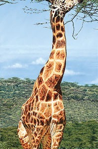 Roithschild Giraffe, Nakuru - Guy Combes