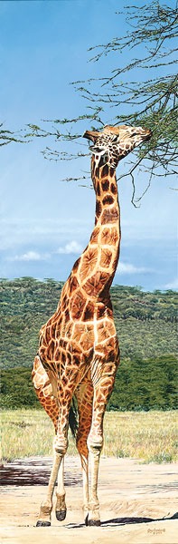 Roithschild Giraffe, Nakuru - Guy Combes