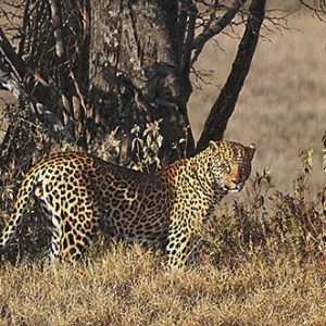 The Biggest leopard - Simon Combes