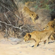 A Pride of Lions on the Prowl - Friedrich Wilhelm (