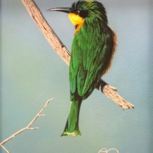 Bee-Eater / Perched - Adam Smith