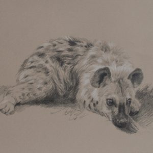 Young Hyaena - Lindsay Scott