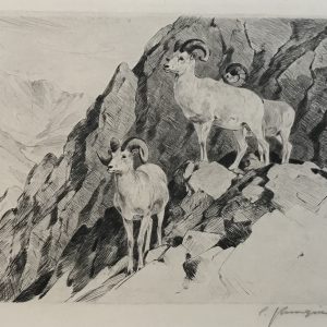 Dall Sheep - Carl Rungius