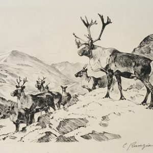 Mountain Caribou - Carl Rungius