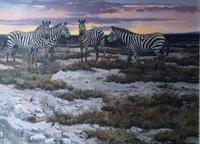 Curious Zebra - John Seerey-Lester