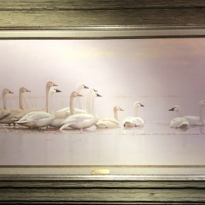 Trumpeter Swans