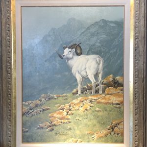 Dahl Sheep