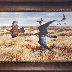 Hot Pursuit / Peregrine & Red Grouse - Andrew Ellis