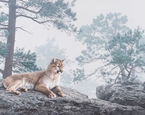 Cougar in the Mist - Daniel Smith