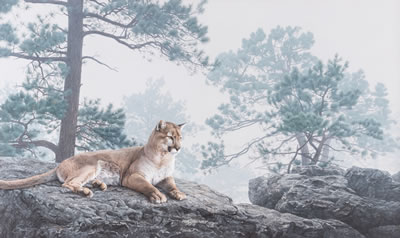 Cougar in the Mist - Daniel Smith
