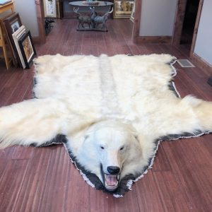 Polar Bear